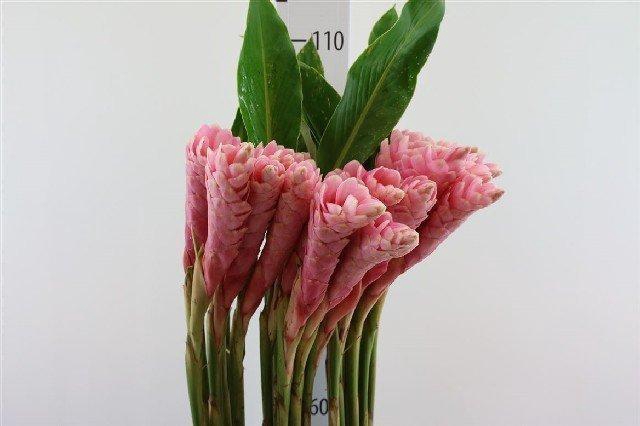 <h4>Alpinia purpurata pink</h4>
