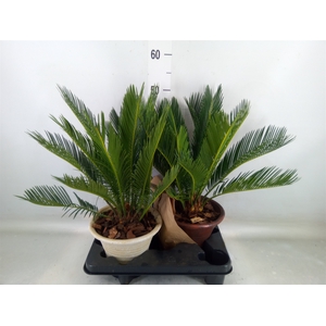 Cycas revoluta