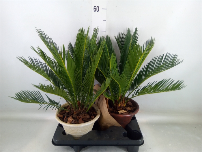 <h4>Cycas revoluta</h4>
