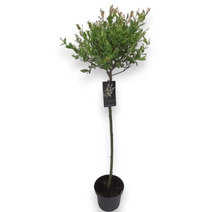 Salix In Hakuro Nishiki stam
