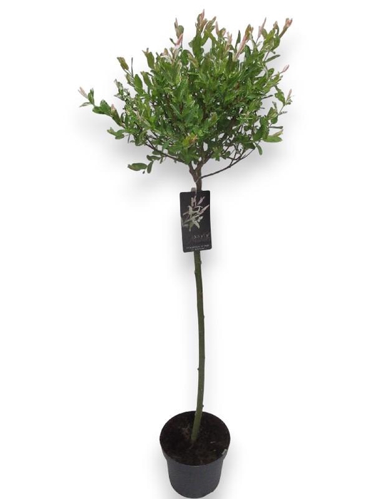 <h4>Salix In Hakuro Nishiki stam</h4>