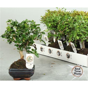 Bonsai Gem