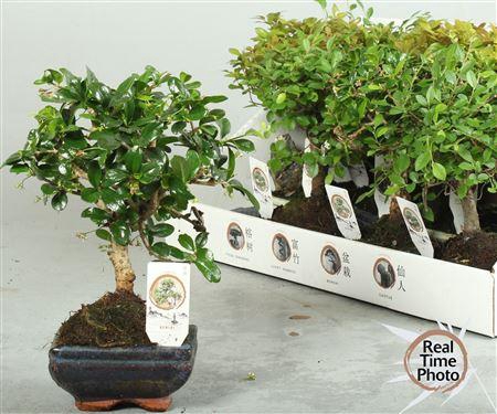 <h4>Bonsai Gem</h4>