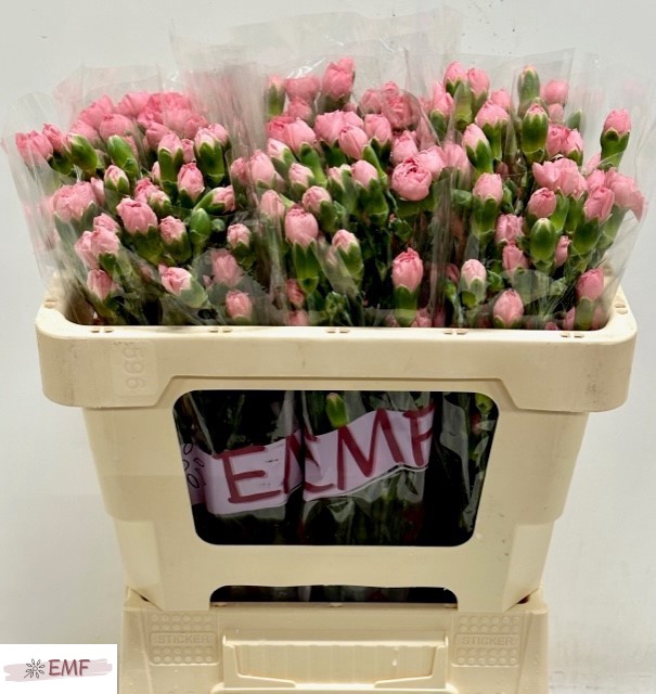 <h4>DI TR BUBBLE GUM</h4>