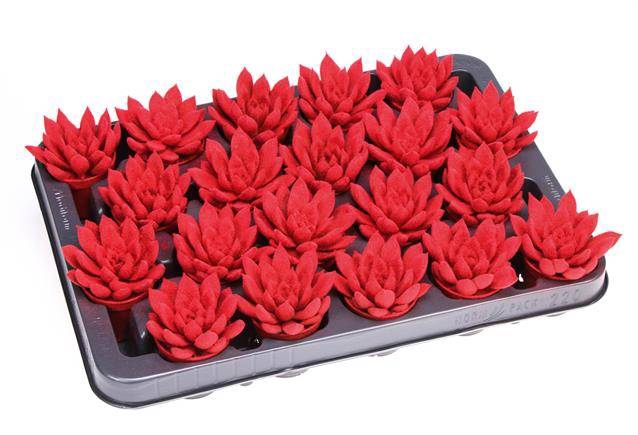 <h4>ECHEVERIA VELVET RED P5.5</h4>