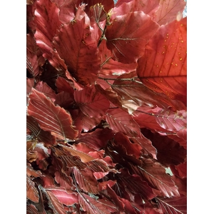 GESTABILISEERD BEUK CERISE