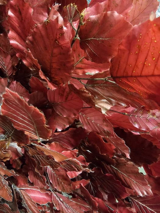 GESTABILISEERD BEUK CERISE