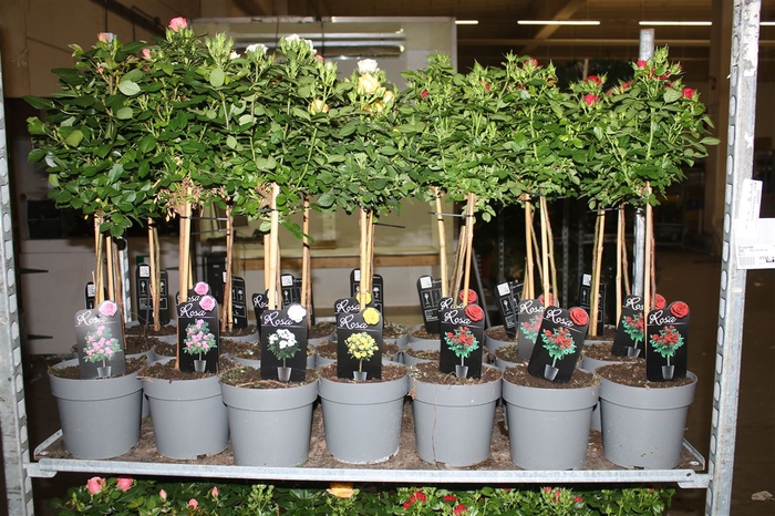 <h4>Rosa Op Stam Mixtrolley</h4>