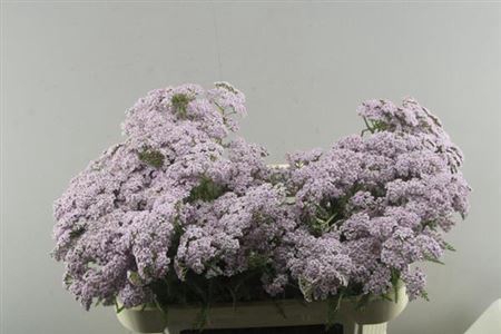 Achil M Lilac Beauty