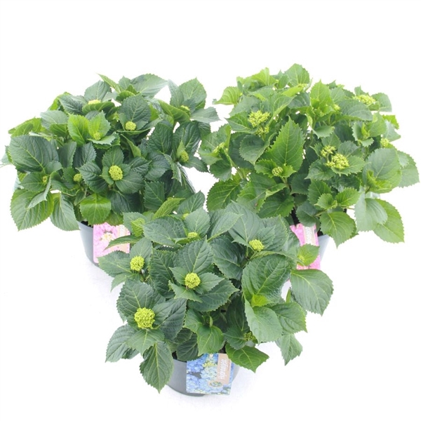<h4>Hydrangea macr. MIX C5 (23cm.) Kn.</h4>