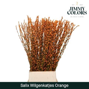 Salix Katjes L120 Orange