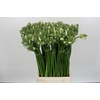 Ornithogalum Pilar