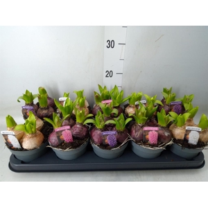 Hyacinthus orie. 'Pearl'  ...mix  3