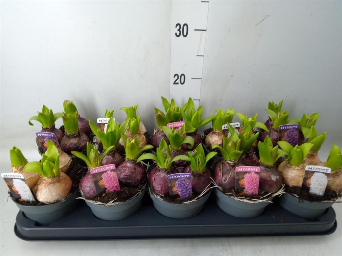 <h4>Hyacinthus orie. 'Pearl'  ...mix  3</h4>