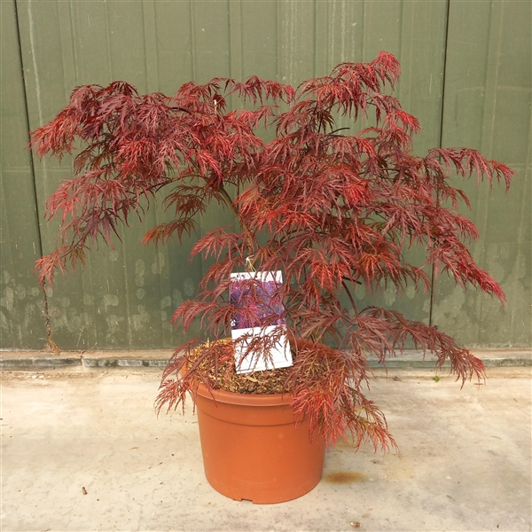 <h4>Acer palmatum Inaba-Shidare</h4>