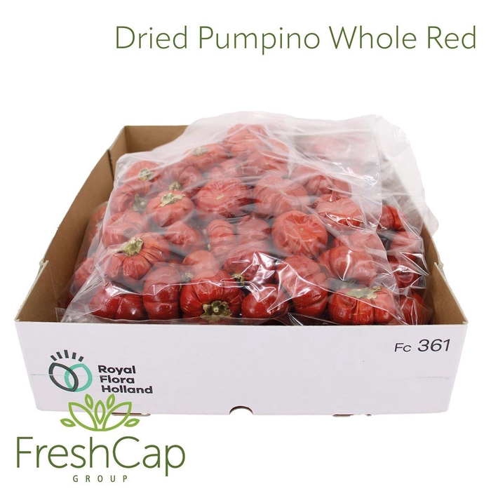 <h4>Dried Mini Pumpkin</h4>