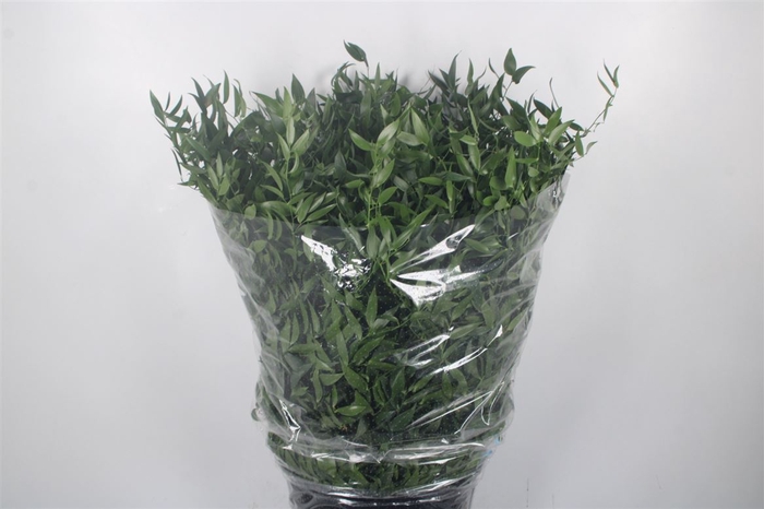 <h4>Ruscus It. Per Bunch 200 Gram</h4>