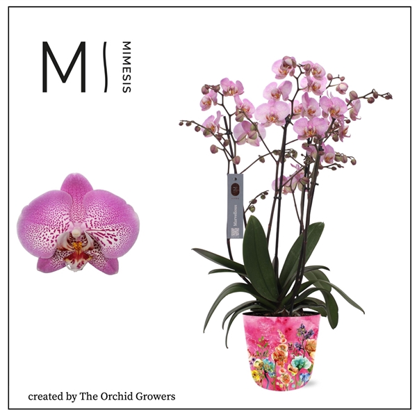 <h4>Mimesis Phal. Marvellous Pink Special - 50+ flowers 17cm in Jess Fiesta Ceramic</h4>