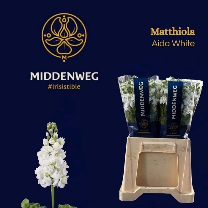 <h4>Matth Aida White N L</h4>