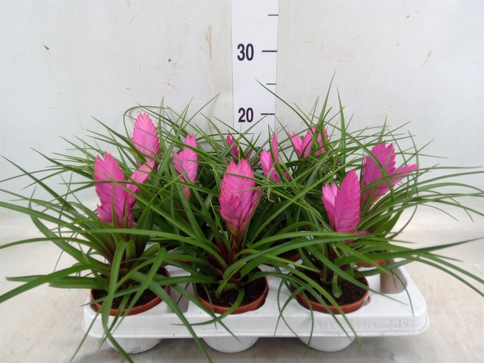 <h4>Tillandsia cyanea 'Josee'</h4>