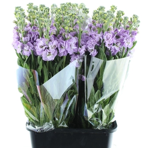 Matth Incana Iron Marine