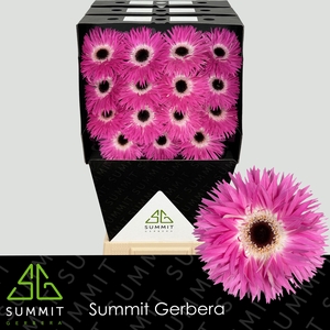 GE GS STITCH+