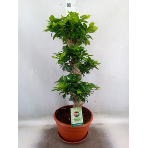 Ficus microcarpa 'Ginseng'