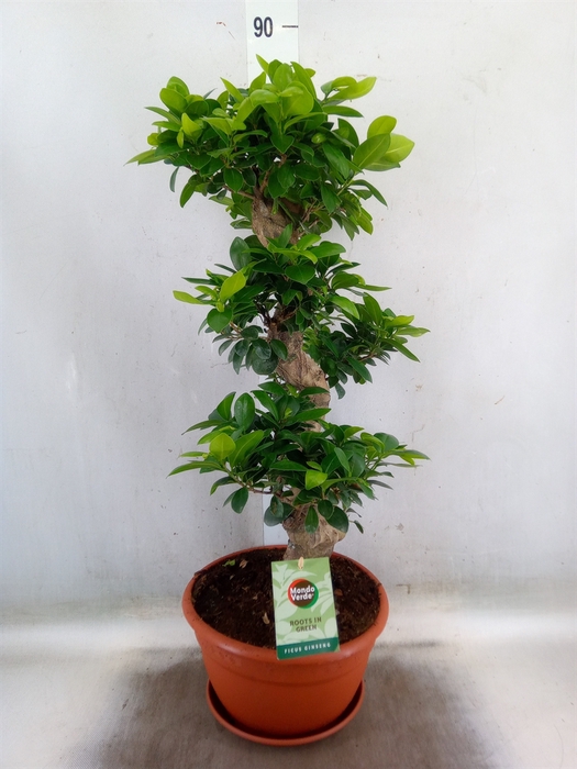 <h4>Ficus microcarpa 'Ginseng'</h4>