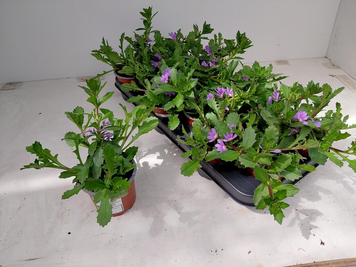 <h4>SCAEV SAPHIRA</h4>