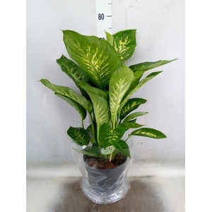 Dieffenbachia seg. 'Reeva'