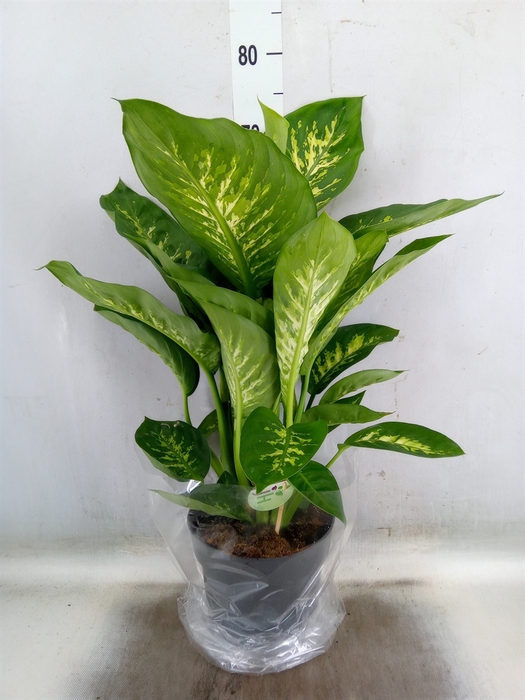 <h4>Dieffenbachia seg. 'Reeva'</h4>