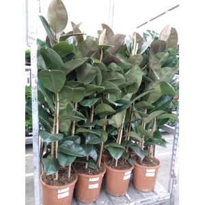 Ficus elastica 'Robusta'