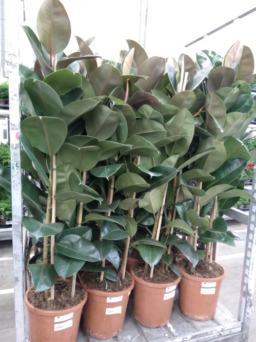 <h4>Ficus elastica 'Robusta'</h4>