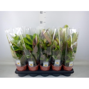 Calathea  'Fusion Yellow'