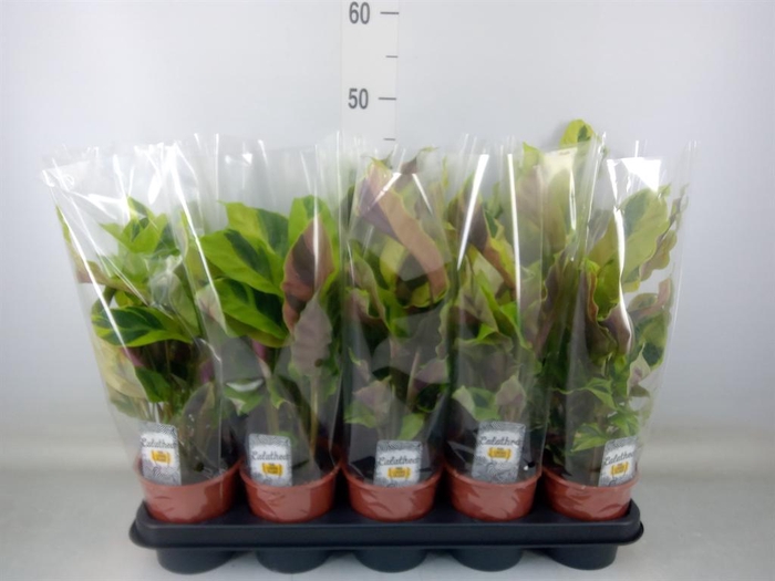 <h4>Calathea  'Fusion Yellow'</h4>