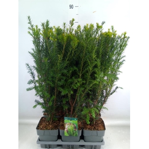 Taxus media 'Groenland'