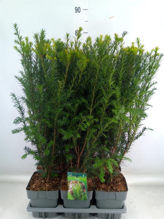 <h4>Taxus media 'Groenland'</h4>