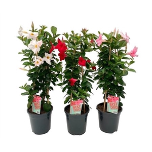 Mandevilla Gemengd Pyramide
