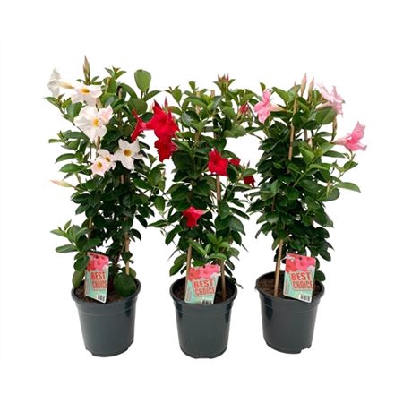 <h4>Mandevilla Gemengd Pyramide</h4>