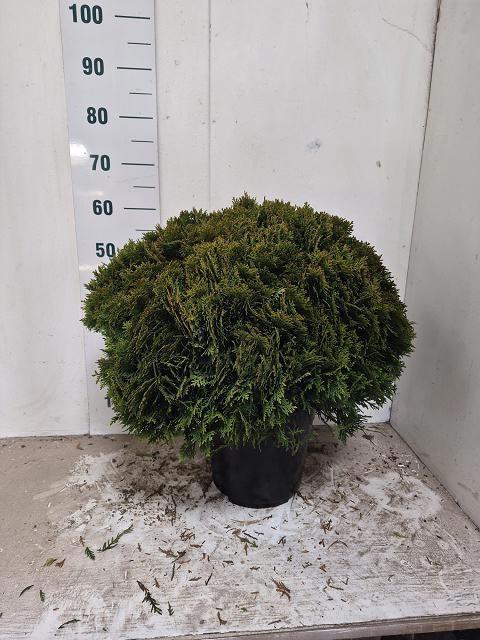 <h4>THUJA O DANICA</h4>