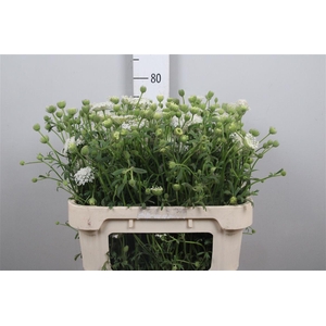 Didiscus White