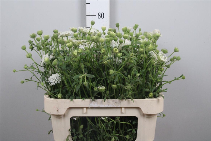 <h4>Didiscus White</h4>