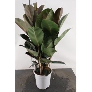 Ficus 21 Cm. P. Robusrta 3 Pp.