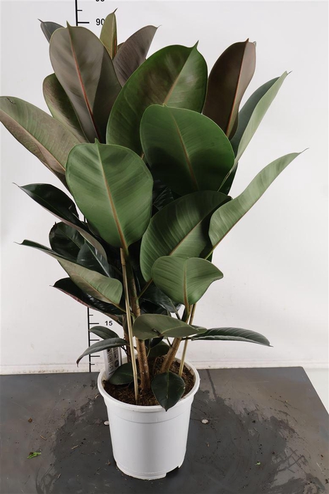 <h4>Ficus 21 Cm. P. Robusrta 3 Pp.</h4>