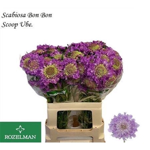 Scab At Bb Scoop Ube