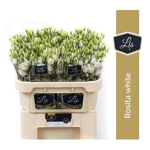 Lisianthus do rosita white