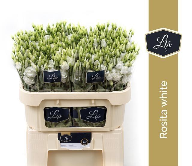 <h4>Lisianthus do rosita white</h4>