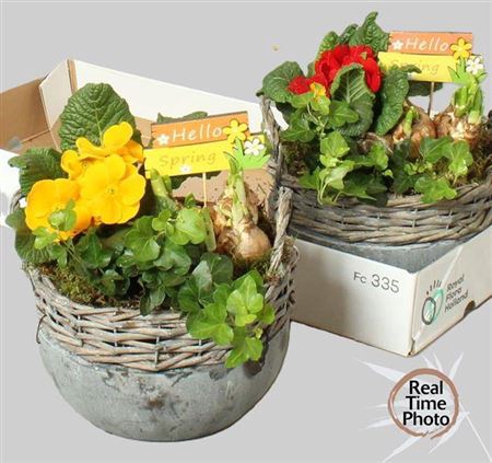 <h4>Arr Tuinplanten</h4>