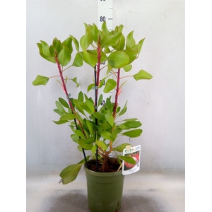 Protea cynaroides 'Little Prince'