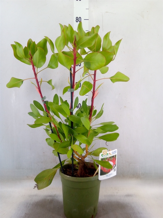 <h4>Protea cynaroides 'Little Prince'</h4>